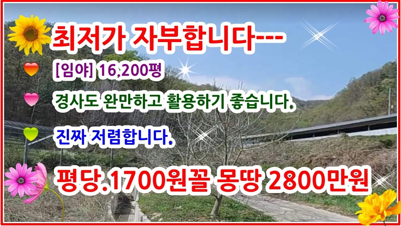 [최저가 자부합니다] 임야 16.200평 평당 1700원꼴 몽땅2800만원 소액임야 경사도 도 정말 좋아요 유실수,호두나무.약초재배,버섯재비 장뇌삼등 완전굿