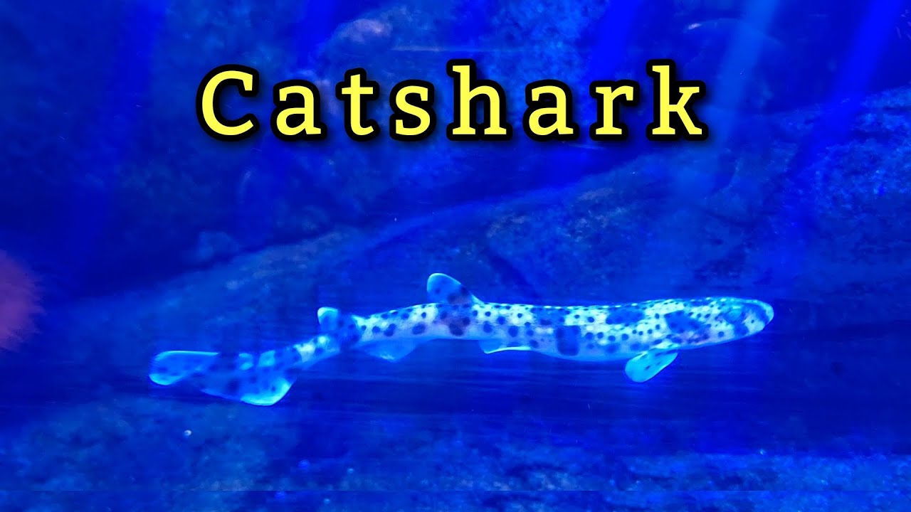 SEA LIFE BABY SHARK KONSTANZ BODENSEE | Filipina-German Life! 