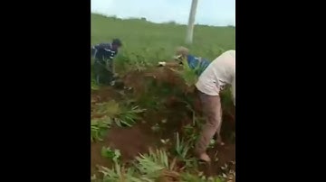 #jahemerah PANEN JAHE MERAH OMZET RATUSAN JUTA 🔴