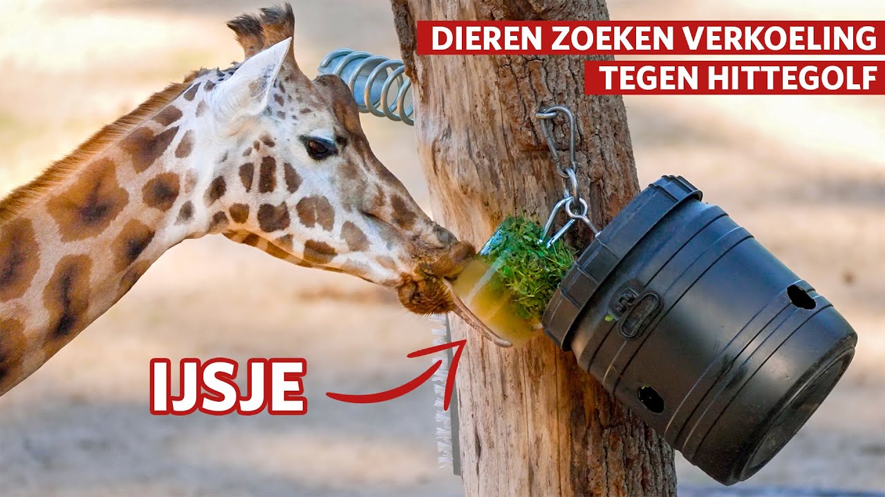 IJsjes voor giraffen en leeuwen in Burgers' Zoo 🍦 ️ - YouTube