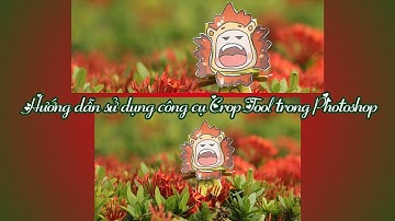 Hướng dẫn sử dụng Photoshop cơ bản: Công cụ Crop Tool