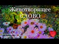 СО ЗВУКОМ. ПРОШУ ПРОЩЕНИЯ! ЖИВОЕ СЛОВО-ЖИВОТВОРЯЩИЙ ИСТОЧНИК ЖИЗНИ. +ПОЗИТИВНЫЙ НАСТРОЙ