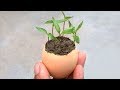 How to grow plants in eggshell  grow from seeds