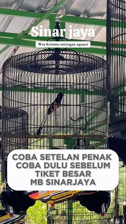 DURASI NAGEN‼️UJI COBA MB SINARJAYA PASCA MABUNG FULL MATERI#shrots#muraibatu #kicaumania