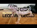 Unboxing my first LEOPARD GECKO