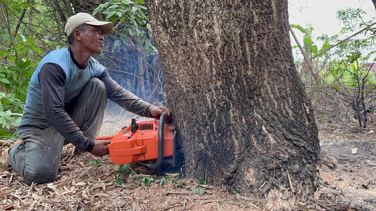 Cut down 2 tall trembesi trees in garden, Husqvarna 395xp chainsaw ...