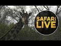 safariLIVE  - Sunrise Safari - July 20, 2018