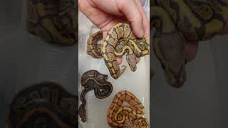 Orange Ghost mystery clutch all out and shed!