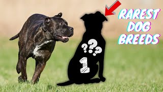 Meet the Top 10 Rarest Dog Breeds in the world|You've Never Heard Of|20232024 by animalwondery*