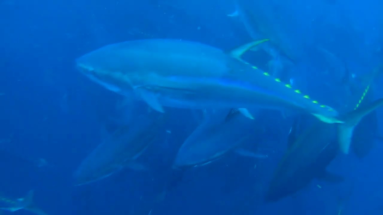 ZENAQ – AMBERJACK : Offshore Fishing Select Shop