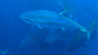 ZENAQ – AMBERJACK : Offshore Fishing Select Shop