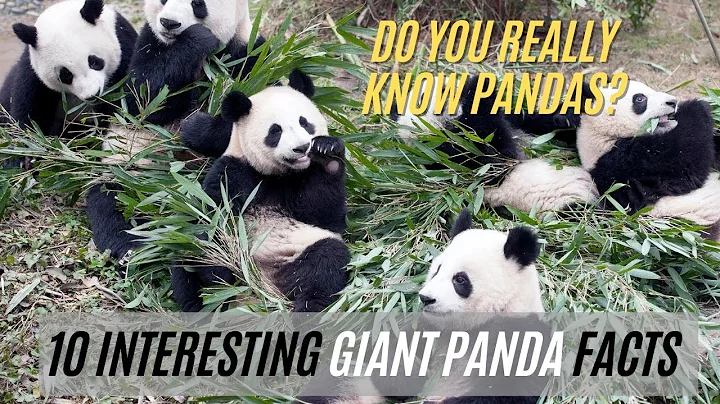 Panda Facts That No One Knows - 10 Interesting Giant Panda Facts