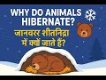 कुछ जानवर शीतनिद्रा में क्यों जाते हैं? – सर्दियों की नींद का राज़ 🐻❄️
