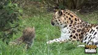 BCS  Amur Leopard Cubs 2012  now at 6 weeks old