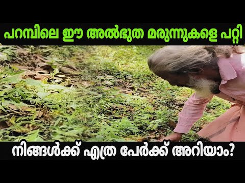 പറമ്പിലെ ഈ അൽഭുത മരുന്നുകളെ പറ്റി നിങ്ങൾക്ക് എത്ര പേർക്ക് അറിയാം?