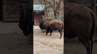 bison doing a scratch close by toronto canada apr 2026