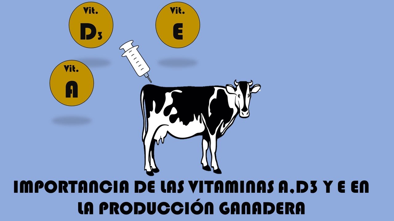 Importancia de las vitaminas AD3E en la ganadería.
