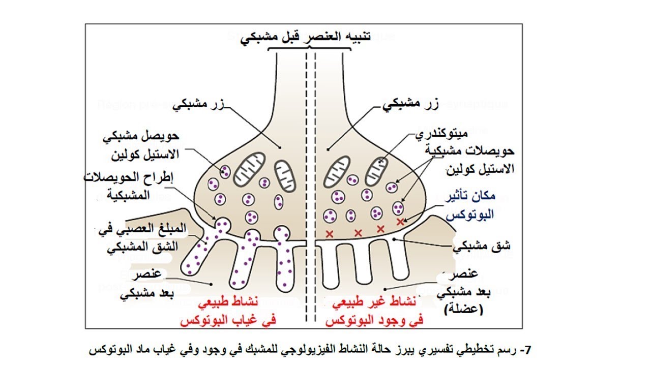 تمارين التنظيم العصبي السنة الثانية ثانوي علوم تجريبية 2 ع ت| مادة العلوم الطبيعية