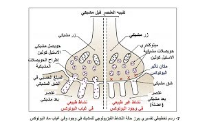 تمارين التنظيم العصبي السنة الثانية ثانوي علوم تجريبية 2 ع ت| مادة العلوم الطبيعية