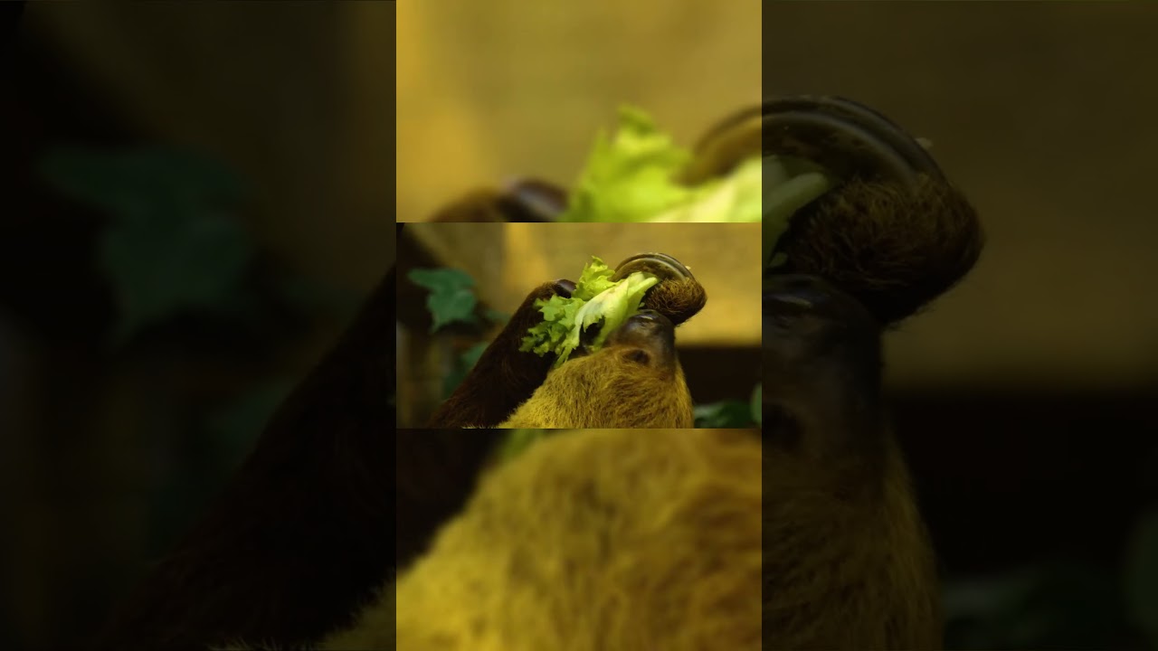 Sloths: nature's adorable slow-motion champions  