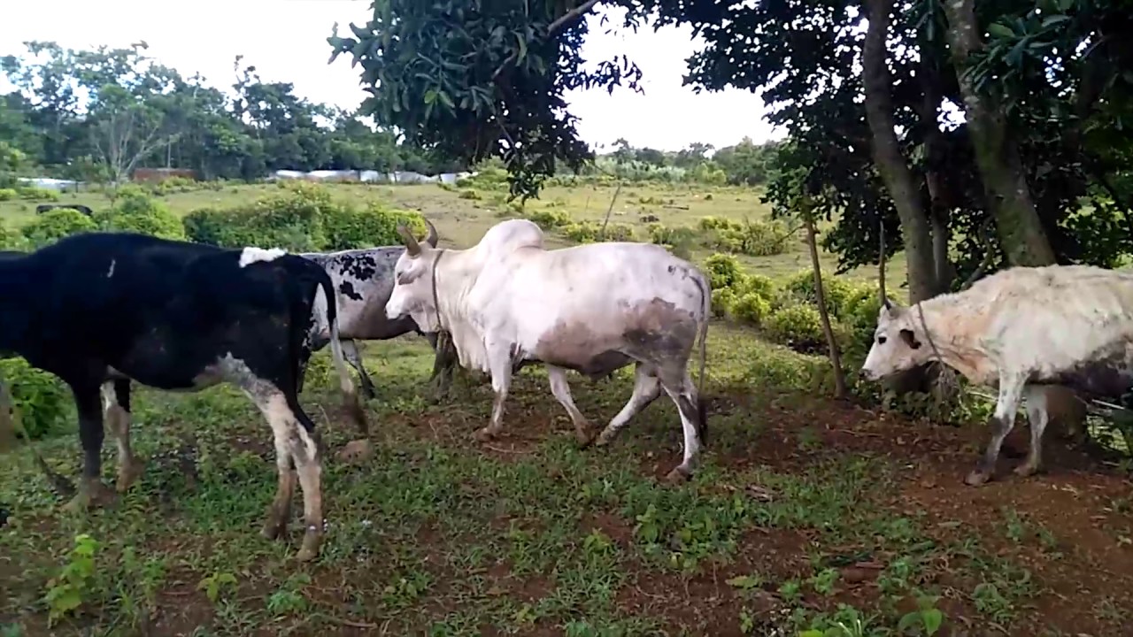 Shree Shree Radhe Gopal Godham_Cow Protection Mauritius