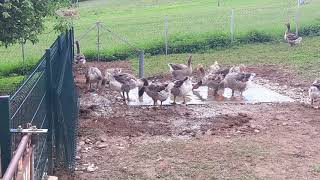 Tuluške Guske I Novi Bazen Za Guske Toulouse Geese And New Pool For Geese 05.05.2020.