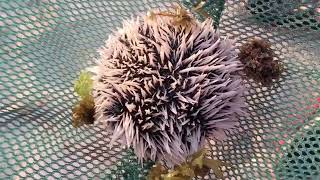 Close Up of Sea Urchin Moving its Spines by AmaNature Video 630 views 2 years ago 35 seconds