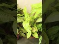 # plants #viral #video #youtube #new #edit #tranding #green #shorts #channel #