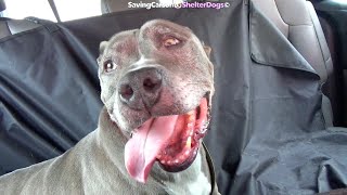 🏡 CHICO'S FREEDOM VIDEO! 🏡 #A4588516