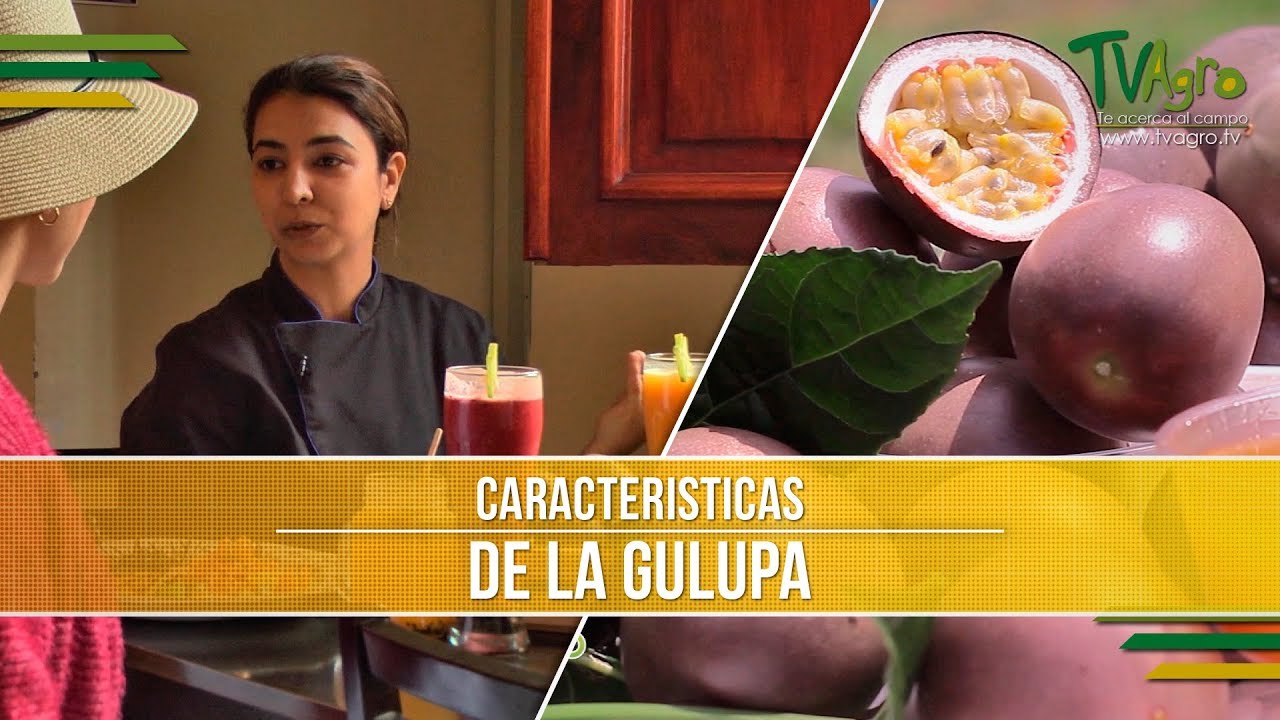 Caracteristicas del Cultivo de Gulupa - TvAgro por Juan Gonzalo Angel