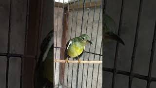 Korlap Betina Gacor pancingankorlap 