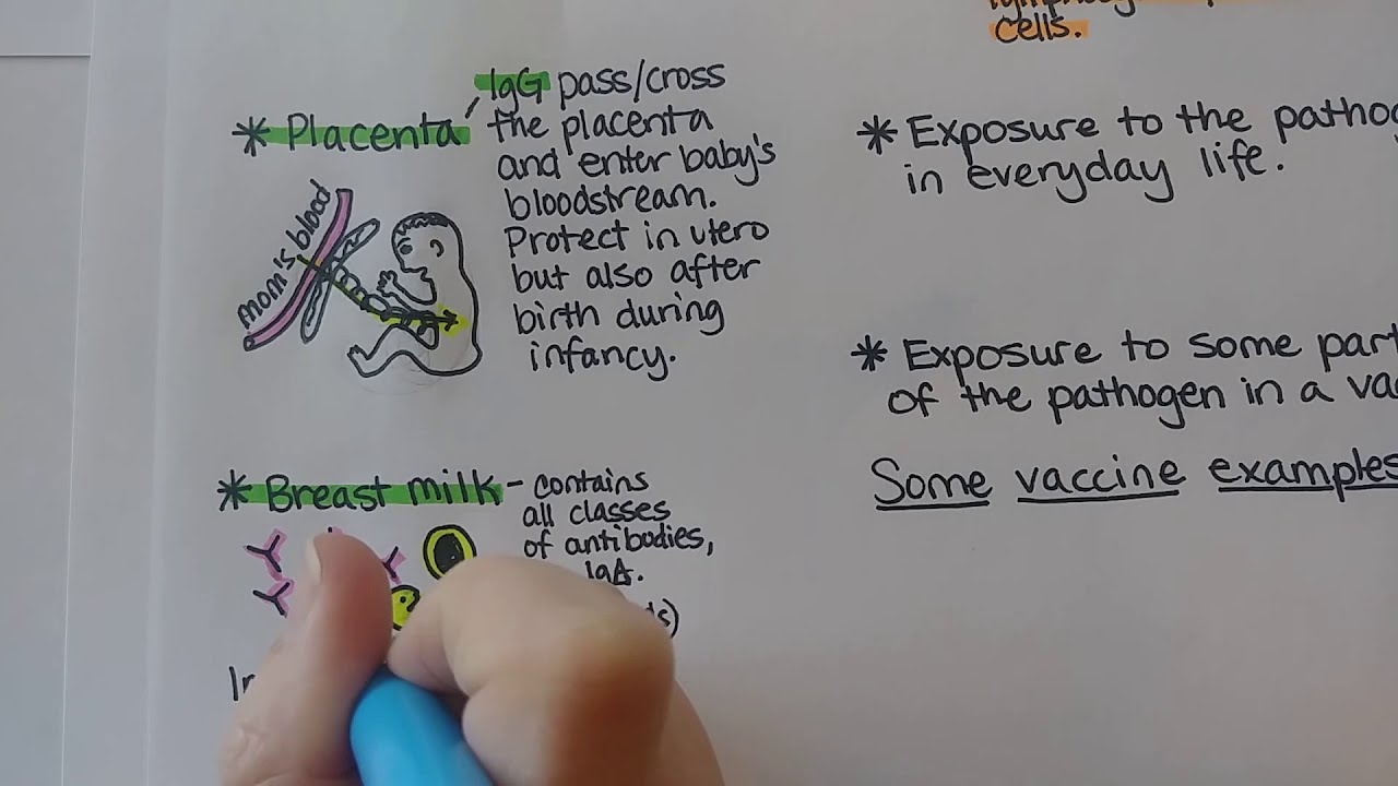 Пассивный и активный иммунитет