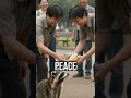 Raccoons' Peace Treaty #animals #funny #facts #food #memes