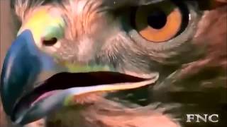 Osman Pamukoğlu Mecli̇se 2015 Genel Seçi̇m