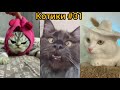 Смешные Коты/Милые Котики😁 и Компания/ОНИ ПОВЫСЯТ ВАМ НАСТРОЕНИЕ/Короткие приколы № 31