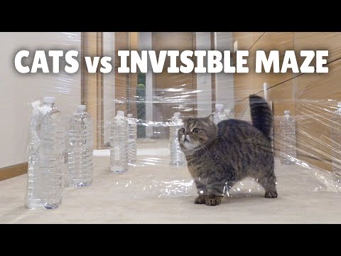 cats-vs-invisible-maze