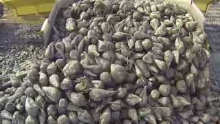 Making Beets into Sugar
