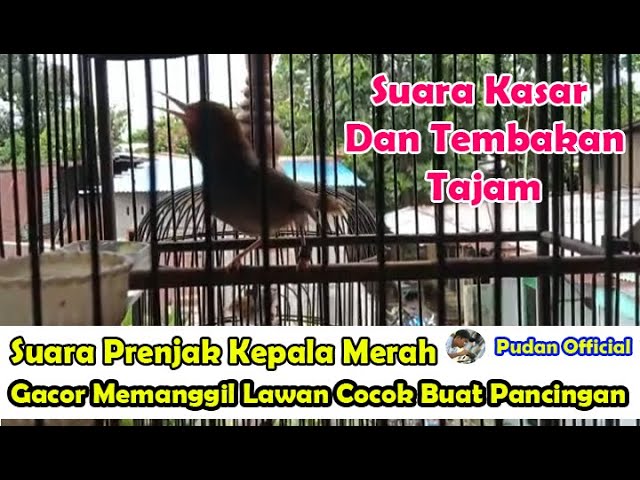 SUARA PRENJAK KEPALA MERAH GACOR MEMANGGIL LAWAN COCOK BUAT MELATIH MENTAL PRENJAK BAHAN class=