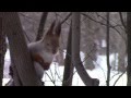 Funny Squirrel stealing food from bird feeders (Izmailovo Park, Moscow, January 2014)