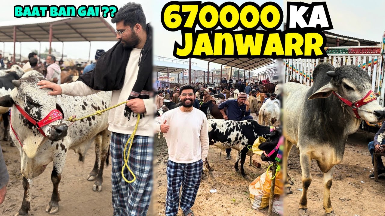 itne mehange janwar bat ban gai ? mandi ka visit