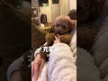 充電と放電を繰り返すトイプードル #toypoodle #トイプードル