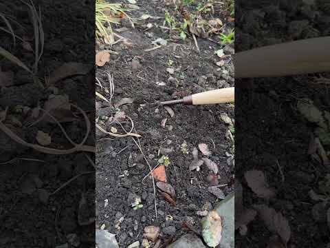 Video: Cape Cod Weeder գործիք. խորհուրդներ այգում Cape Cod Weeder-ի օգտագործման համար