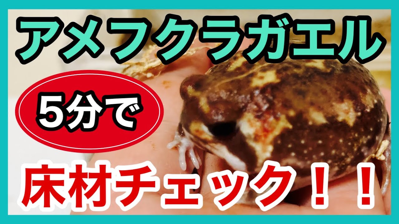 アメフクラガエルの床材チェックと生存確認！