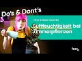 Die ideale Luftfeuchtigkeit für Zimmerpflanzen 🌿 | feey