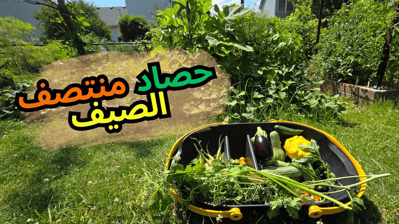 حصاد منتصف الصيف: الحديقة قررت شو أطبخ 🍅🍆🫛
