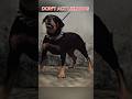 Don't act like dog 🐶 #motivation #selfimprovement #shorts