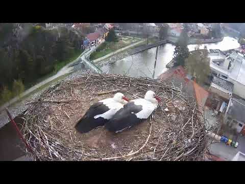 Živě z hnízda: Čápi Třebíč - média sestřihy, archív, blog  na capitrebic.cz | 24/7 webkamera nonstop