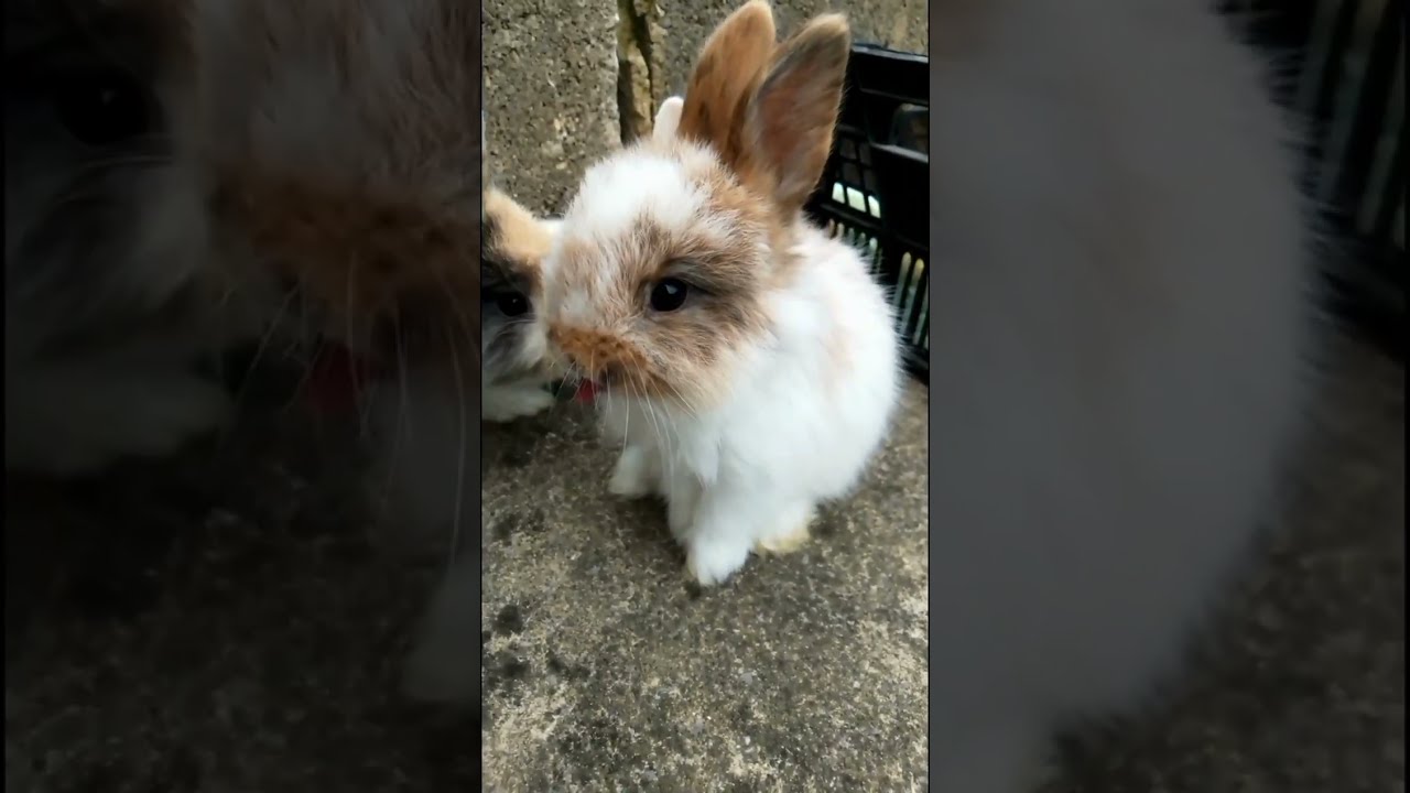 CUTE BUNNIES CLEANING SHORT