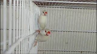 Silver java finch breeder pair.