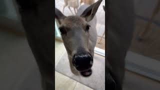 Person Offers Snacks to Herd of Deer in Their Backyard